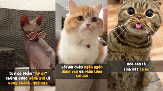 Những điều cần chú ý khi nuôi mèo | Pet Island #cat #meow #thucung #yeumeo #top #tiktok #shorts by Pet Island 96 views 1 year ago 3 minutes, 24 seconds