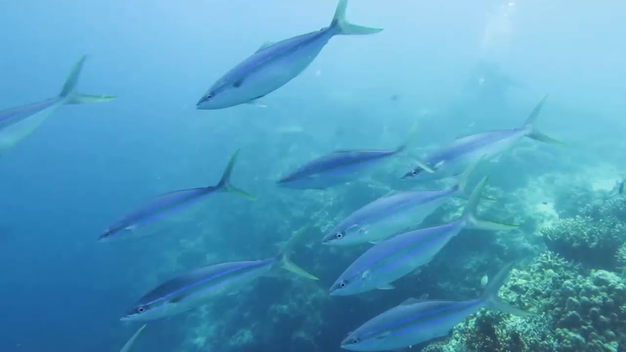 Wild Philippines: underwater 