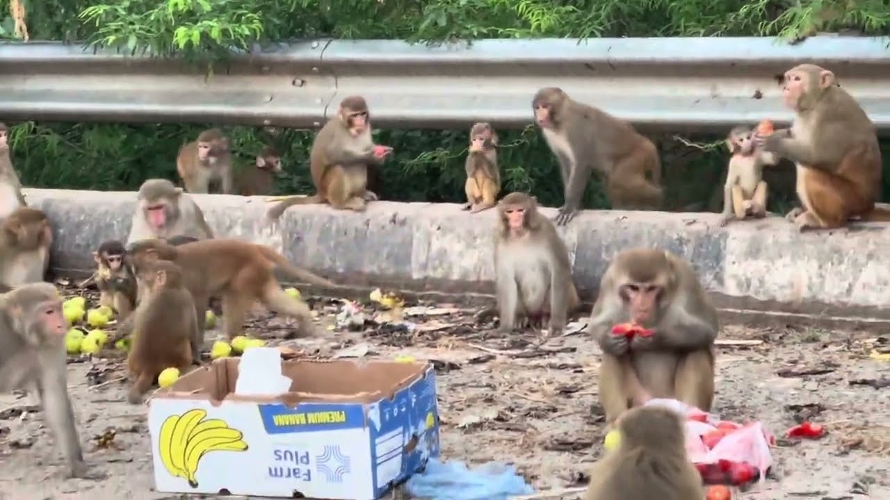 Feeding Monkeys at Morni Hills 