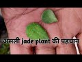 क न स ह असल Jade Plant फर क पहच न