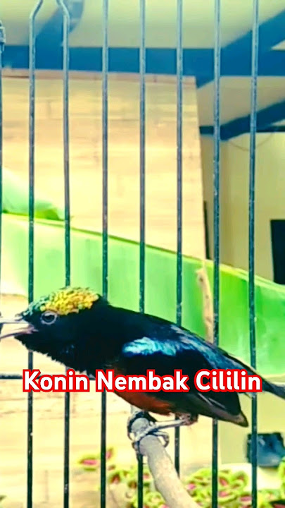 Konin Nembak Cililin Tajam