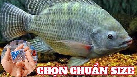 Kinh Nghiệm Chọn Lưỡi Câu Cá Rô Phi Khi Mua Hàng Online Chuẩn Size | Cách Câu Cá Rô Phi