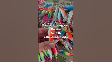 Tôm sacừ bụng xanh câu mực lá