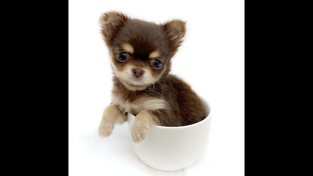 m*♡様 petico ペチコ ピンクベージュ×ホワイト L 難あり PET CARRY icoペチコL ピンクベージュ×ホワイト