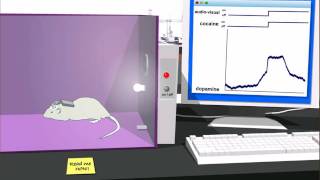 Virtual Science Lab: Cocaine Neuroscience, The Mind Project