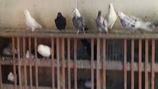 #Pigeons.Можно ли гонять голубей в сильный ветер???