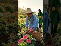 Bangladesh flower farming