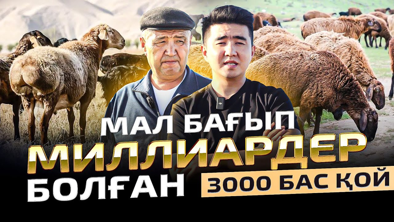 Назарбаев қолдаған шаруашылық. 7000 гектар жерде 3000 бас қой. Мал шаруашылығы