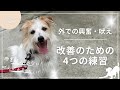 【吠え】【興奮】改善のための4つの練習~しずくちゃんの場合~