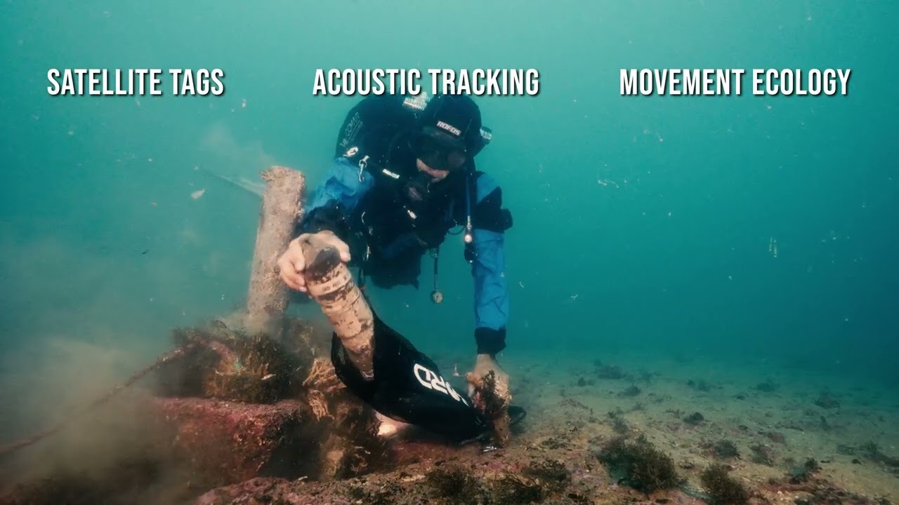 Mapping Critical Habitats of Threatened Shark Species Along the Algarve Coast
