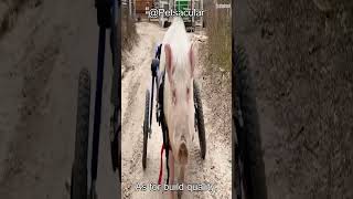 Walkin Wheels Dog Wheelchair Review Is It Worth It For Mediumlarge Dogs?