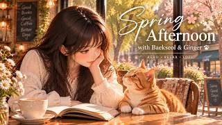 Spring Afternoon with Baekseol & Ginger 🌸📖 | Cozy Café Lofi for Reading & Relax screenshot 5