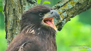 #19 Eagle Nest | Stunning close-ups of DN12 and a food delivery in the tree ~ 06-13-2020