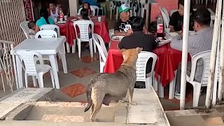 The hungry pregnant dog kept hanging around a restaurant begging for food but no one cared about her