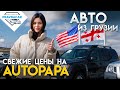 Цены на авто из Грузии. Обзор рынка Autopapa, какими машинами завален рынок. Автопапа цены.
