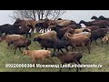 Гиссарские овцы Таджикистана в Хозяйстве Ходжи Алу в Чечне