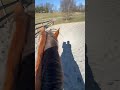 POV Horse Jumping
