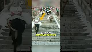 Why Donkeys Are Smarter Hikers Than You