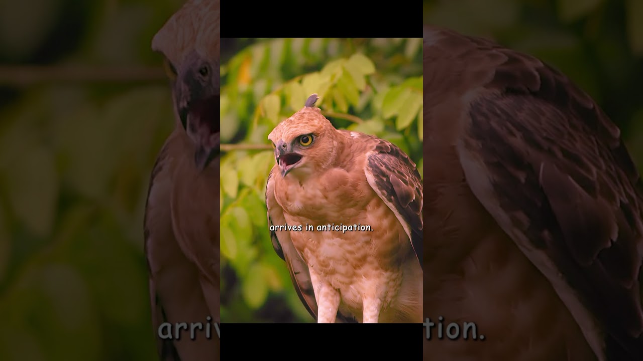 Estimate distance, lock target—now! 