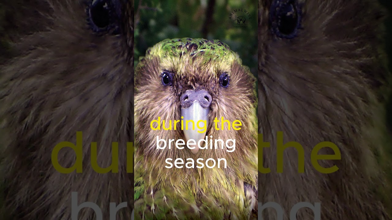 Kakapo: The World's Only Flightless Parrot