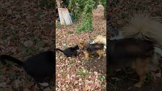 Kret Komitywa Czyli Lisu Gankowy Uczy Skarbulkę Sztuki Polowania Na Gryzonie