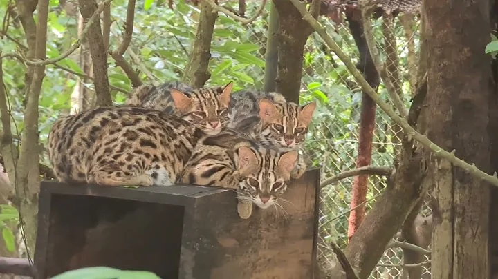 Video 3782171: beautiful asian leopard cat, cat kitten tiger, tiger cat cute, cat kitten dog animal, tiger funny cat