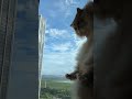 it's a meow jet! #shorts #cat #funny