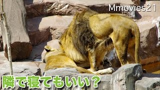 Lion 隣で寝てもいい？ 仲良しライオン夫婦