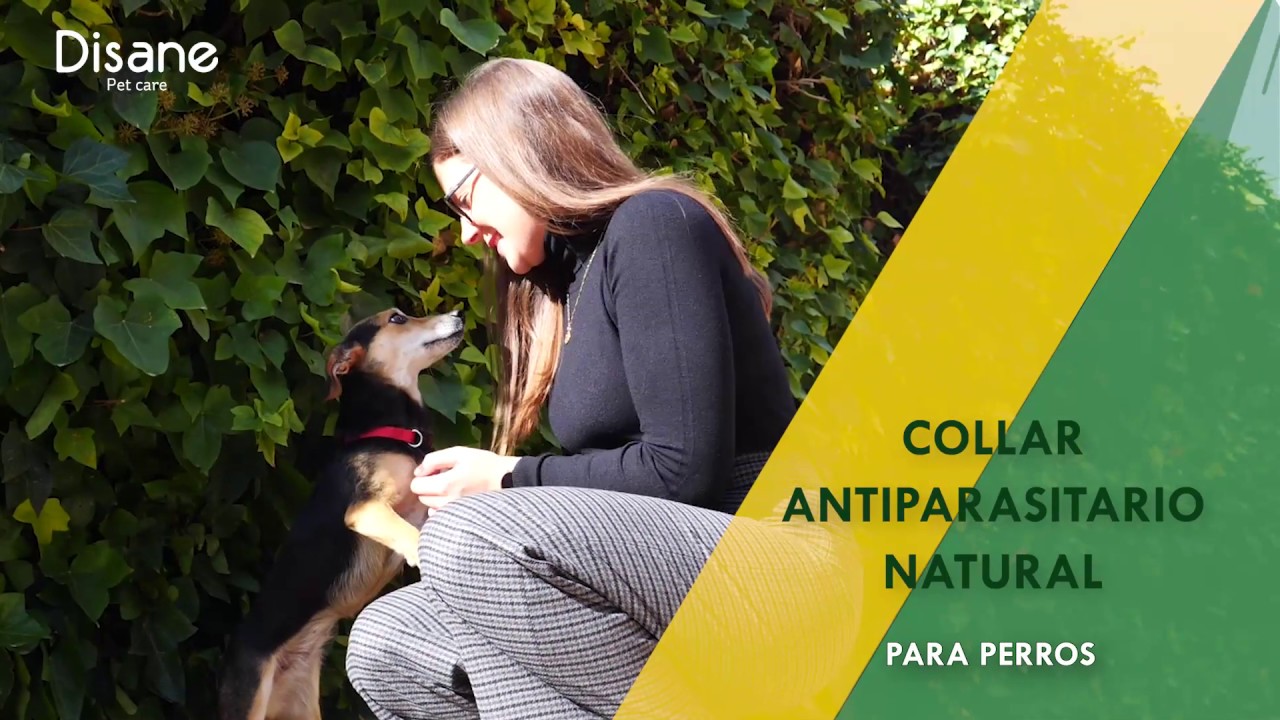 Collar antiparasitario natural para perros Disane Pet care.