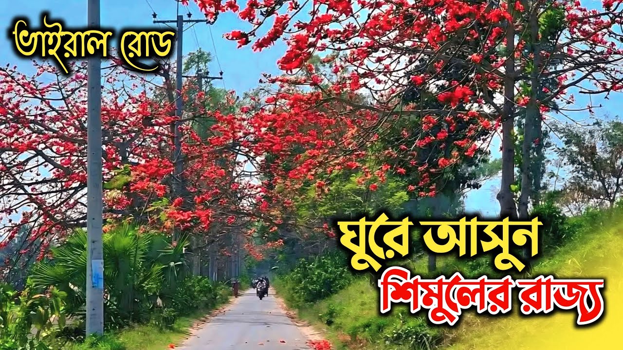 শিমুল ফুলের সেই ভাইরাল রাস্তা | শিমুল ফুলের রাজ্যে হারিয়ে যাওয়া | সলপ ...