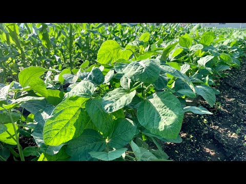 枝豆の摘芯のやり方 5 30 Youtube