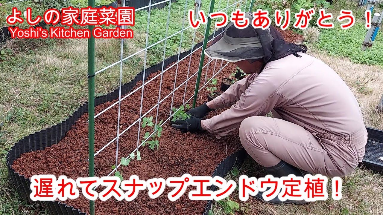 20250202　スナップエンドウの定植作業