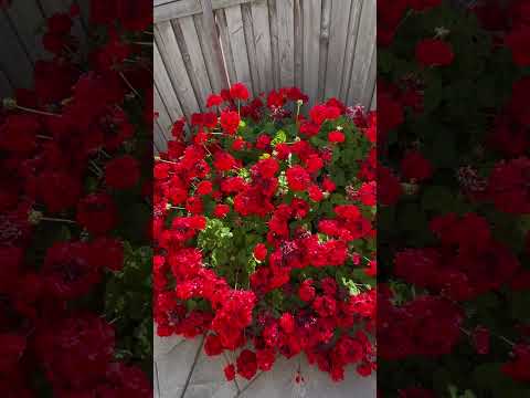 Куст-ОГОНЬ! #герань #geranium #огород #garden #viral #viralvideo #reels #shortsfeed #shorts #flowers