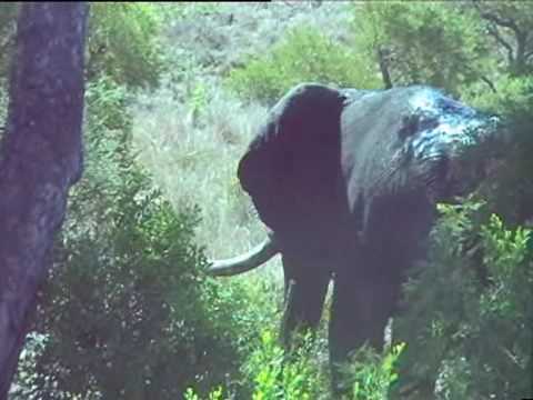 South Africa... Safari...Film de Raymond Grelet.