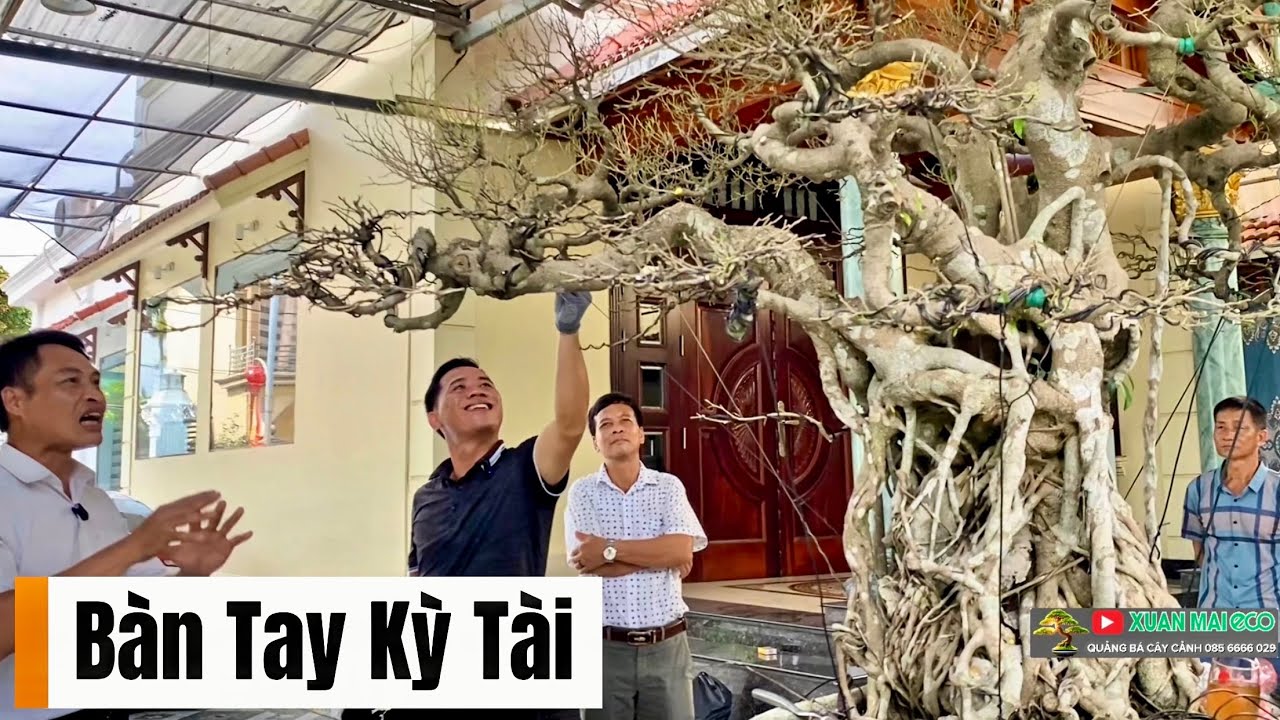 Bàn Tay Kỳ Tài – Chạm Đến Hồn Cây.  
