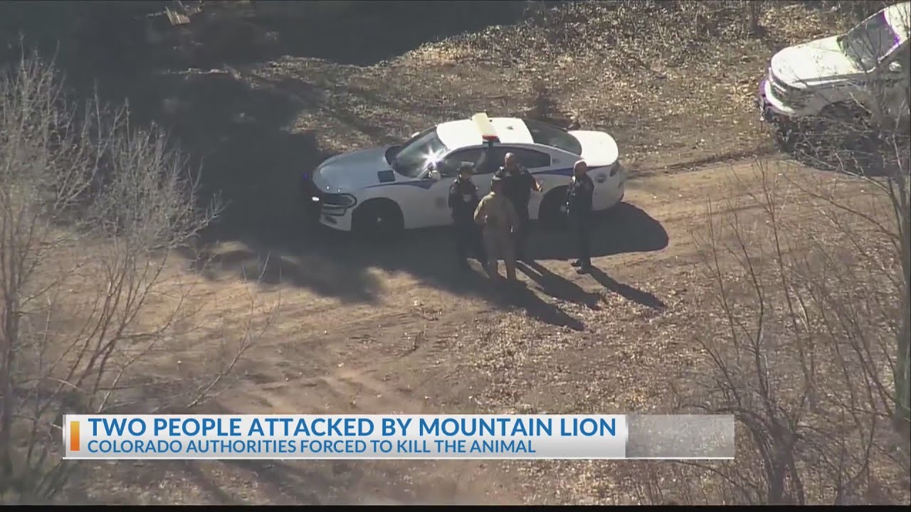 Mountain lion killed after attacking two people - YouTube