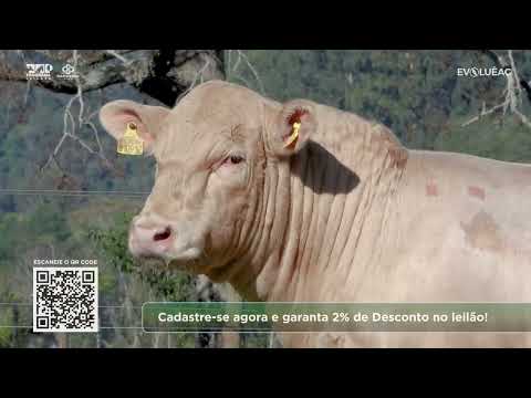 Lote 10 | ELO de Raças 20/06/26 | Programa Leilões
