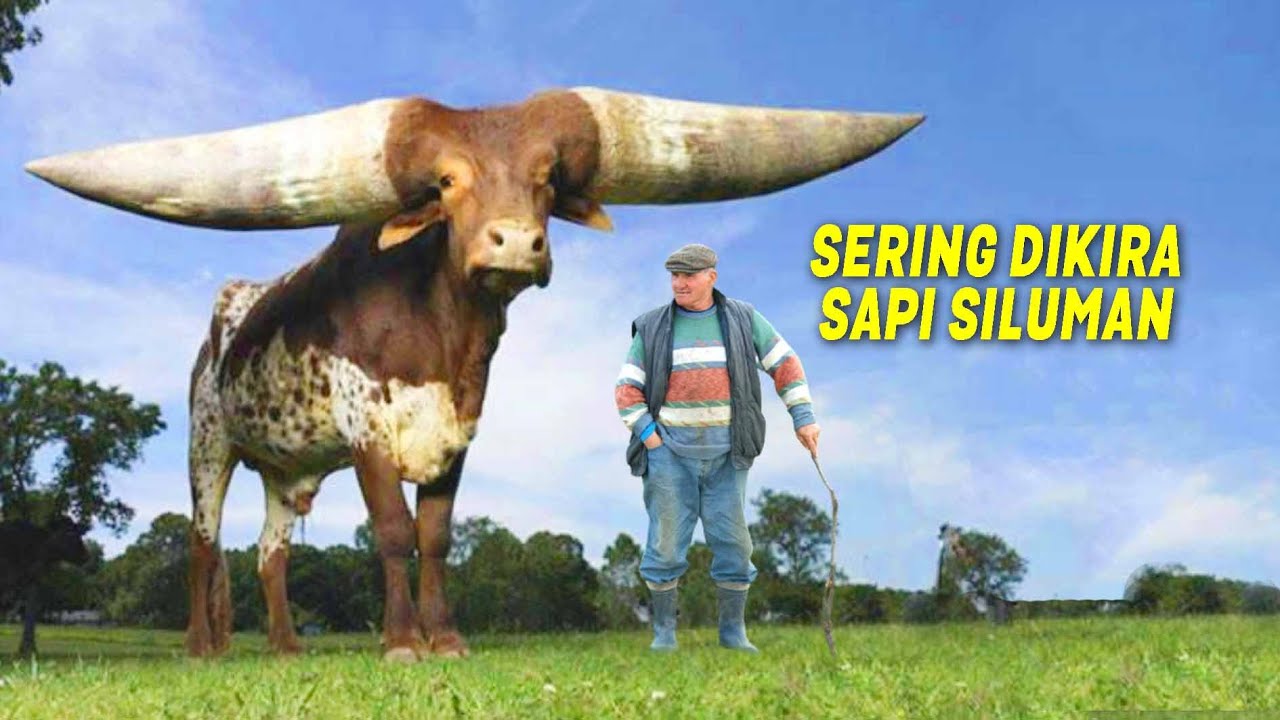 Sapi Ini TADUKNYA 5 Meter.! Sering Dikira Sapi Jadi-Jadian.! Inilah 7 ...