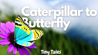 Watch an Amazing Transformation story: From Hungry Caterpillar to Gorgeous Butterfly!