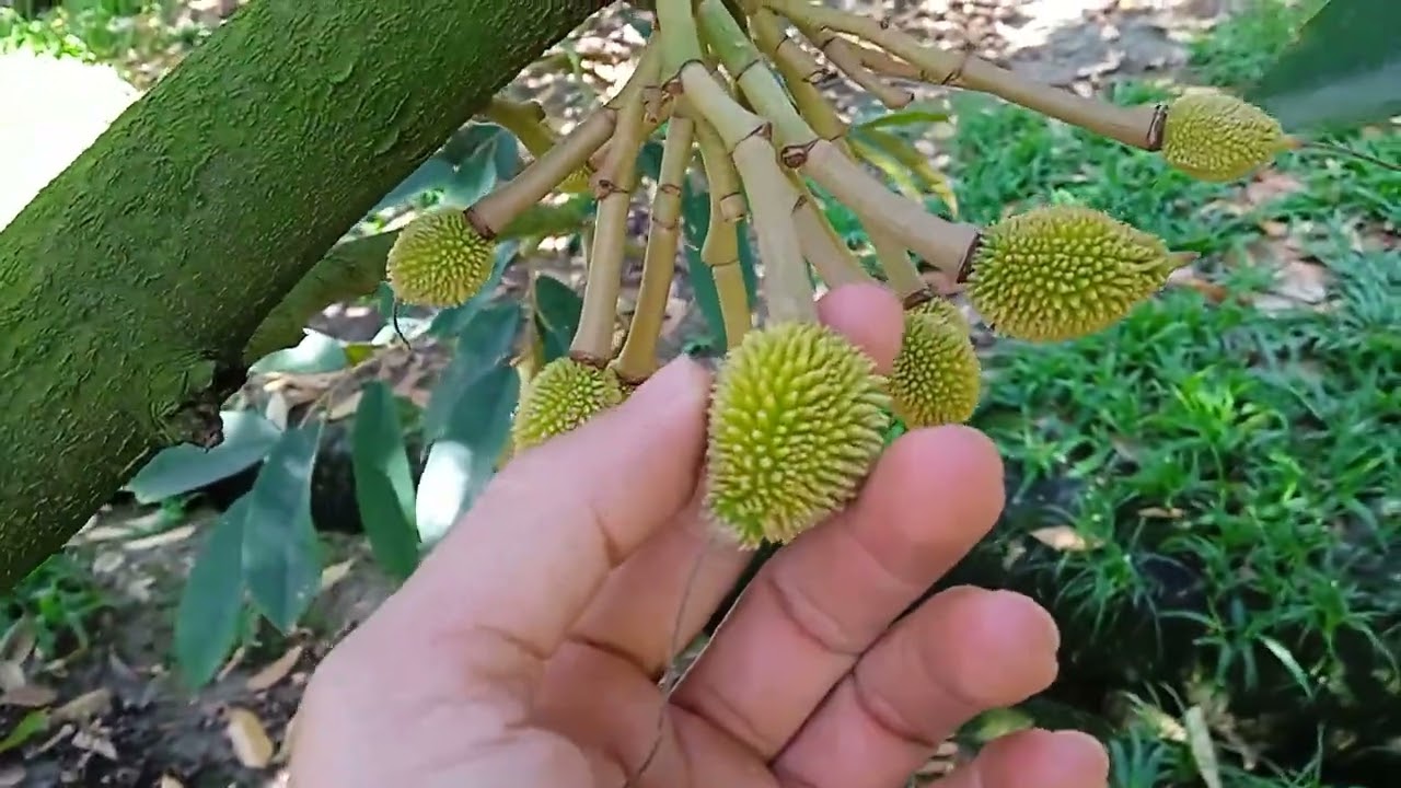 Ri6 cổ trái 25 ngày tuổi, 29 tết ngày cuối năm 2025