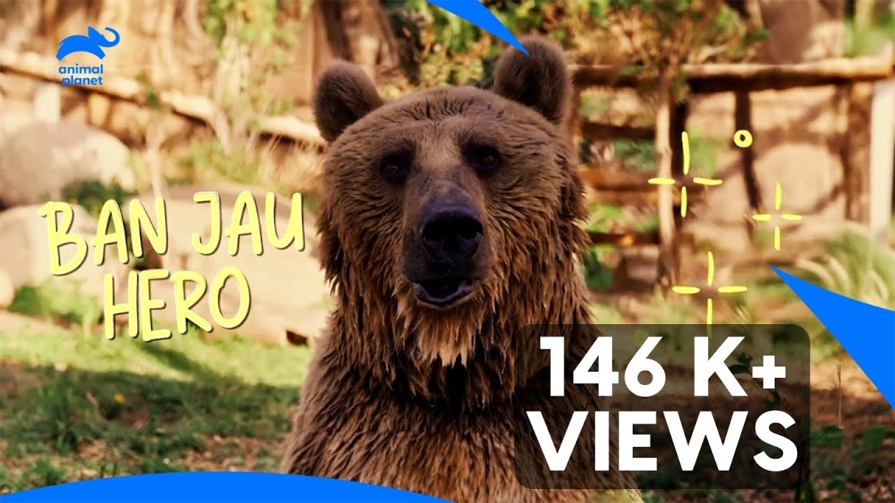 Meet Raju & Ramu: Vantara's Sassy Bear Superstars! 🐻✨ | Animal Planet India