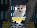 Abandoned Kitten Found Under a Bridge — She Tried So Hard to Look Brave Stray Cat Rescue