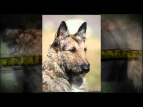 puppy paradise Shepherd Laekenois