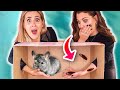 On a été PIÉGÉES! *ANIMAUX VIVANTS* (What's in the BOX challenge ft. EnjoyPhoenix) | DENYZEE