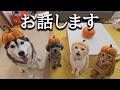 ついにこの時がやってきました...