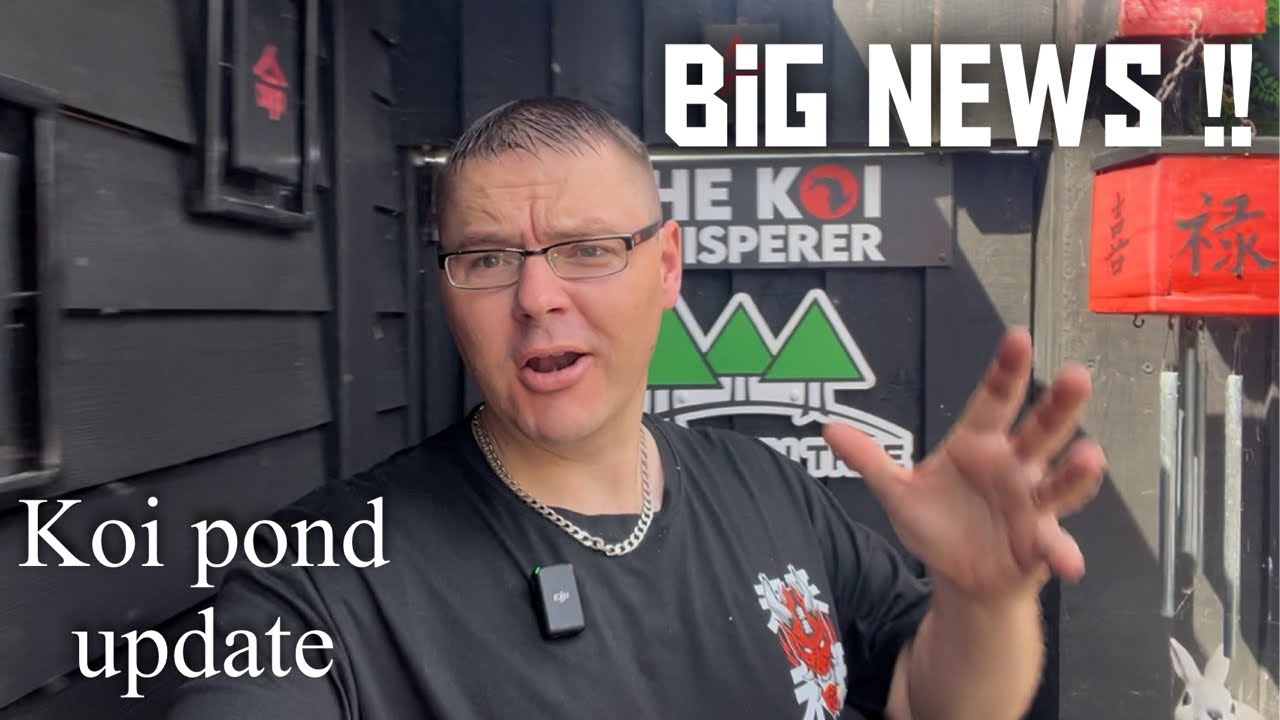 KOI POND LIFE **BIG NEWS** WHAT IS NEXT ???