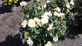 Colorful Knockout Roses...In Partial Shade
