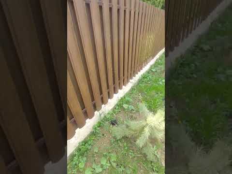 ЗАЧЕМ НУЖЕН ЛЕНТОЧНЫЙ ЗАБОР? #SHORTS