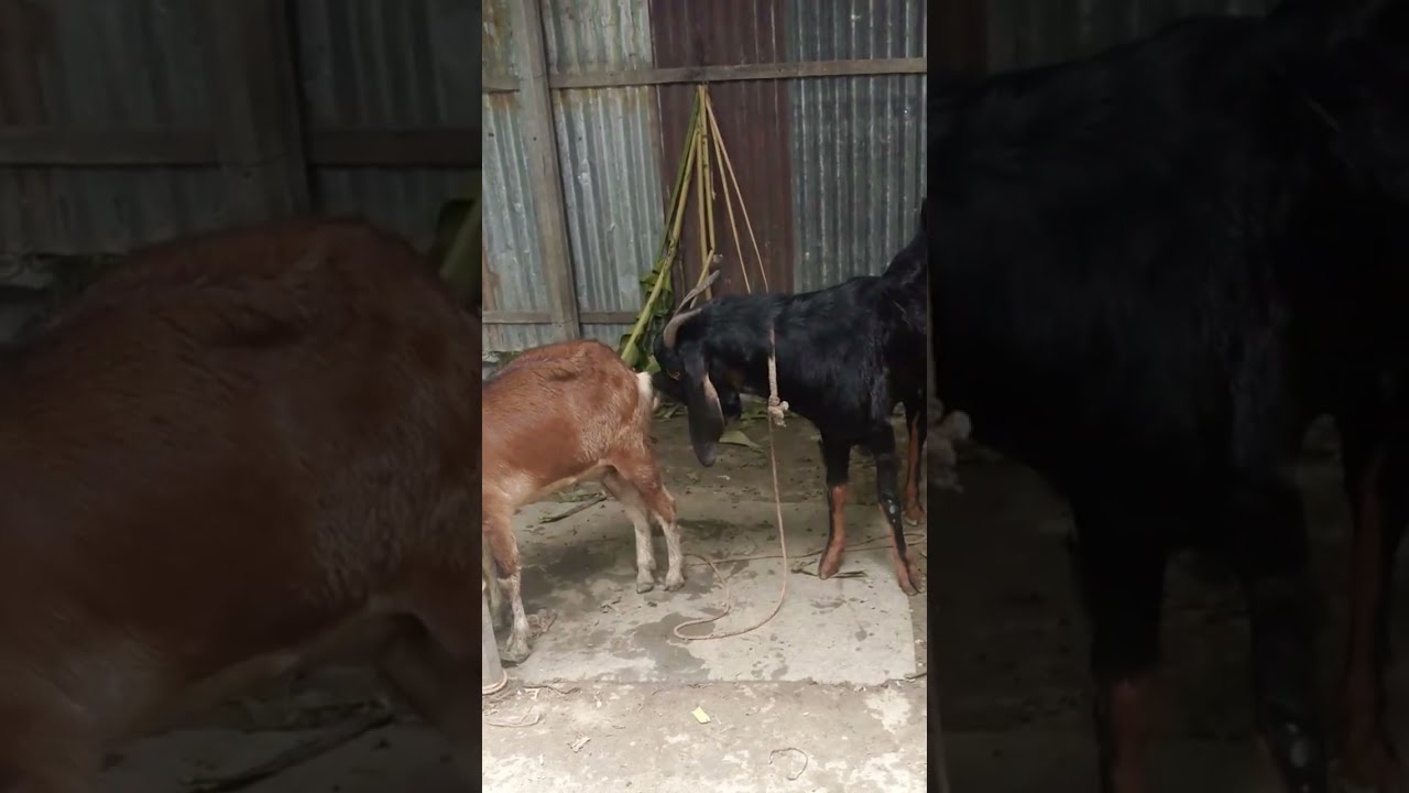 Lots of two goats they very beautiful surprising shoots we enjoy2025/:478