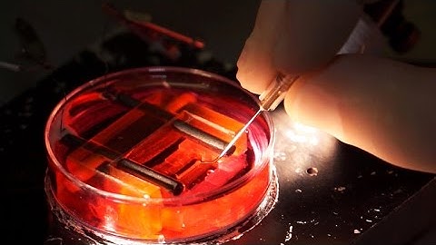 Stem cells transformed into heart tissue